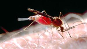 Prisma: Hyttyset lähikuvassa