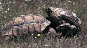 Avara luonto: Kilpikonnien salattu elämä