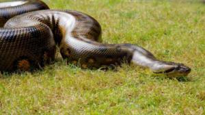 Luontohetki: Attenborough'n erikoiset