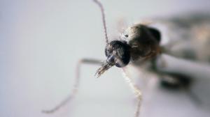 Prisma: Sääskien salainen elämä