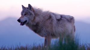 Prisma: Yellowstonen mysteeri