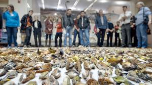 Tiededokumentti: Muuttolintujen haasteet