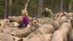 Norjaa ristiin rastiin