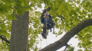 TumeFest: Puukiipeilyn SM