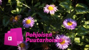 Pohjoisen puutarhoissa: Muovilla verhoiltu luomupuutarha – "Onhan se ruma, mutta käytännöllinen"