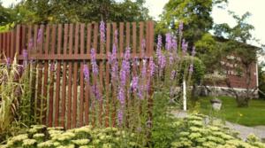 Tähtien ja tähteiden parhaat