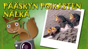 Luontotyyppi