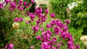 Rakkaudesta puutarhaan