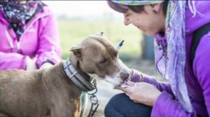 Luonto lähellä: Romanian kulkukoira