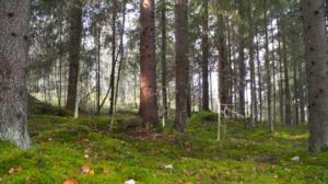 Metsänuudistus
