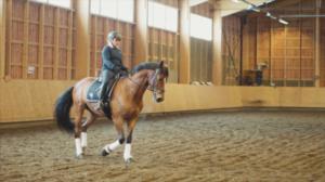 Ratsaille: Ohjat käteen ja pohkeet kiinni