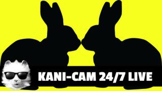 Kani-CAM 24/7 DAY 11