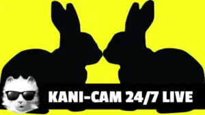 Kani-CAM 24/7 DAY 23