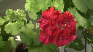 Luonto lähellä: Vanhat pelargonit