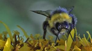 Yle Uutisluokka Triplet: Kimalaiset ovat tärkeimpiä pölyttäjähyönteisiä Suomessa