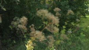 Puoli seitsemän: Virmajuuren parantavat vaikutukset