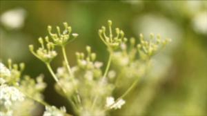 Puoli seitsemän: Kuminan terveysvaikutukset