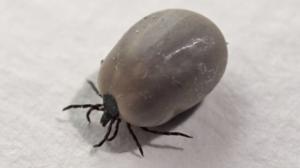 Yle Uutisluokka Triplet: Punkin levittämiin sairauksiin liittyy paljon epätietoisuutta ja väärinkäsityksiä