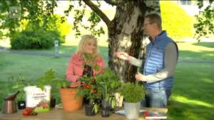 Lumpeen kukat: Lumpeen kukat -kesäsarja alkaa