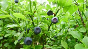 Yle Uutisluokka Triplet: Mustikkasadoissa isoja eroja eri puolilla Suomea