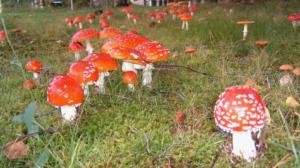 Yle Uutisluokka Triplet: Sieniaika nyt parhaimmillaan – tiedä mitä poimit