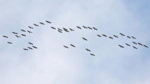 Yle Uutisluokka Triplet: Lintujen syysmuutto täydessä käynnissä