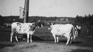 Kansallisaarteen etsintä: Assistentti maitotilalla