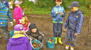 Yle Uutisluokka Triplet: Koululaiset kasvattivat oman palstallisen perunaa