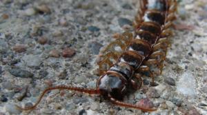 Maailman hiljaisimmat äänet: Miltä kuulostavat tuhatjalkaisen askeleet?