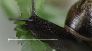 Maailman hiljaisimmat äänet: Kuuntele koko äänite: Lehtokotilo