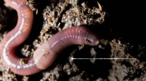 Maailman hiljaisimmat äänet: Kuuntele koko äänite: Kastemadot