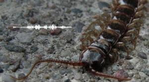 Maailman hiljaisimmat äänet: Kuuntele koko äänite: Tuhatjalkainen