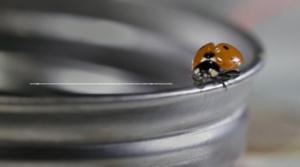 Maailman hiljaisimmat äänet: Kuuntele koko äänite: Leppäkerttu