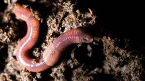 Maailman hiljaisimmat äänet: Jakso 4: Miltä kuulostaa kastemadon mateleminen?