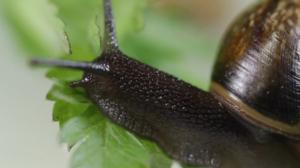 Maailman hiljaisimmat äänet: Jakso 2: Miltä kuulostaa etanan ruokatunti?