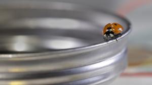 Maailman hiljaisimmat äänet: Jakso 1: Miltä kuulostaa leppäkertun siivenisku?