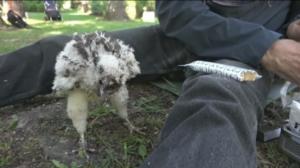 Luonto lähellä: kanahaukat