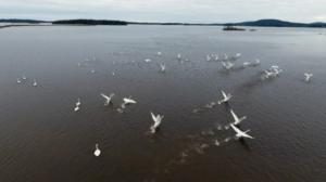 Yle Uutisluokka Triplet: Joutsenten syysmuutto kiivaimmillaan