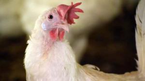 Yle Uutisluokka Triplet: Yhä useampi haluaa ostaa vapaan kanan munia