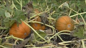 Luonto lähellä: kurpitsanviljely