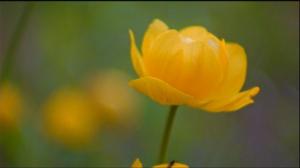 Jokiemme helmet: Tenojoki