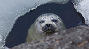 Jäätä rakastavat (7): 31.03.2016 15.30