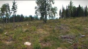 Luonto Remix: Metsäaukean elämää: 30.10.2015 06.52