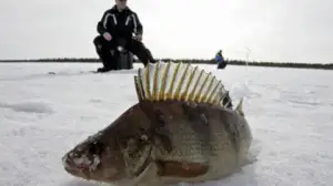 Erätulilla: 08.12.2015 13.30