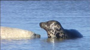 Harmaahylkeen laulu (12): 08.03.2016 10.45