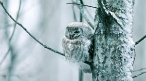 Metsän tarina (S): 05.03.2016 19.15