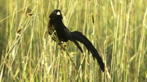 Luontohetki: Eläintarinoita: 22.11.2015 18.15