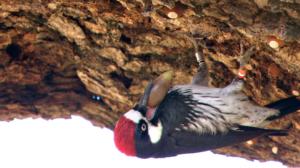 Luontohetki: Eläintarinoita: 13.12.2015 18.15