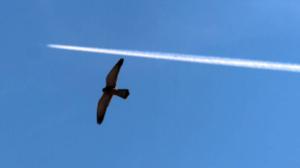 Luontohetki: Eläintarinoita: 20.12.2015 18.15