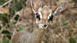 Luontohetki: Eläintarinoita: 27.12.2015 18.15